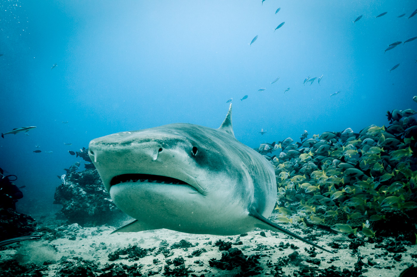 Shark Week Discovery Channel