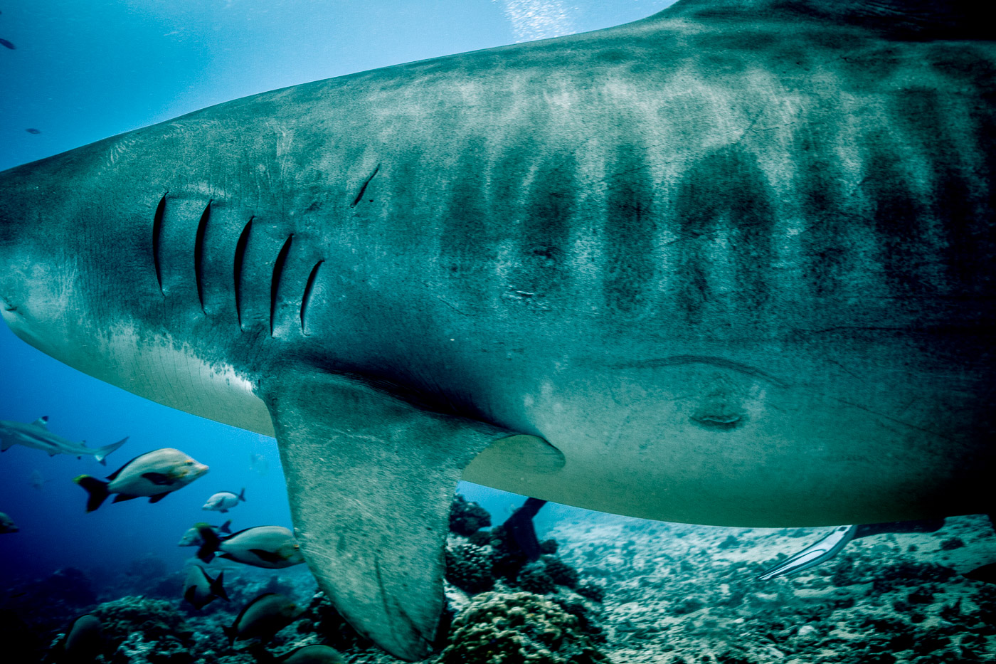 Shark Week Discovery Channel